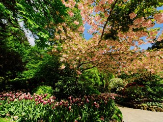 Walkway under blooming cherry trees