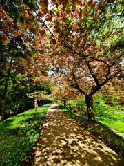 Walkway under blooming cherry trees