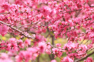 pink cherry blossoms