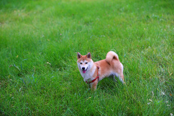 A dog is playing on the grass