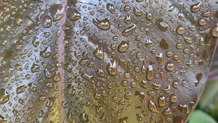 Leaves of ornamental plants with water droplets on the surface are tupat in the Pangandaran area, Indonesia