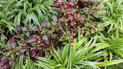 Obraz premium Ornamental plants in the form of shrubs that adorn the garden in the yard of the Pangandaran area, Indonesia