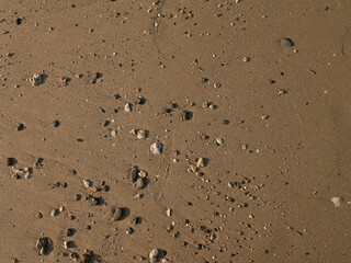 high angle perspective of rocks and shells on a wet sand beach - used as background graphical resource - no person nobody