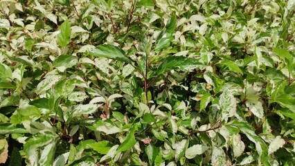 Ornamental plants in the form of shrubs that adorn the garden in the yard of the Pangandaran area, Indonesia