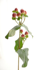 Fototapeta premium Hypericum androsaemum