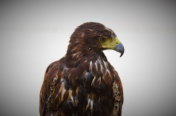 portrait of a Hawk