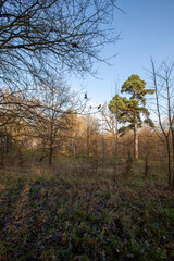 Fototapeta premium changes in nature during the autumn season