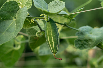 Close up of green pointed gourd in the vegetable garden
