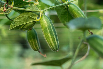 Close up of green pointed gourd in the vegetable garden