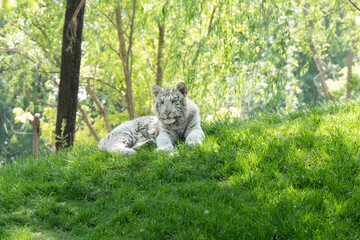 Naklejka premium White tiger Bengal tiger albino breed