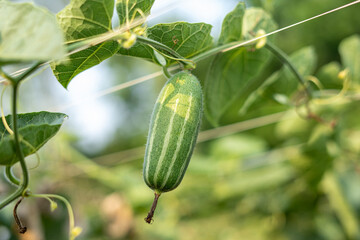Close up of green pointed gourd in the vegetable garden