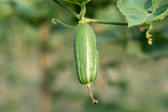 Close up of green pointed gourd in the vegetable garden