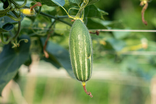 Close up of green pointed gourd in the vegetable garden