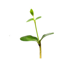 Green sapling plant isolated on white background