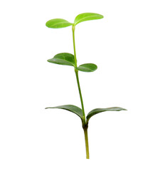 Green sapling plant isolated on white background