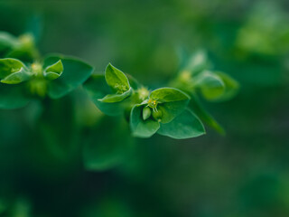 Green foliage