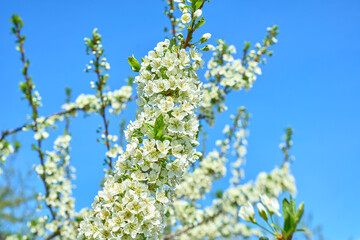 Full plum blossom with part of blue sky, white flowers in spring, plum blossom. A large blossoming plum branch against the blue sky.