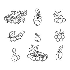 berries stroke vector illustration set