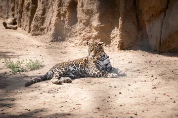 Deurstickers jaguar leopard resting in the sun © 文普 王