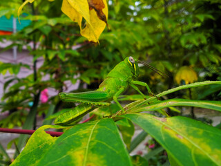 Green grasshoppers on the leaves in the middle of the garden