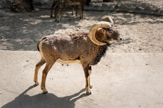argali bighorn sheep