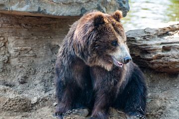 Fototapeta na wymiar brown bear sitting on the ground