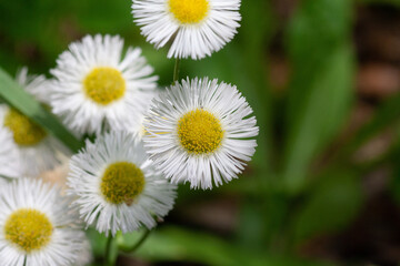 Obraz premium Erigeron philadelphicus