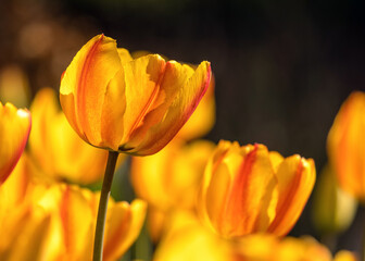 Fototapeta premium Tulpen 