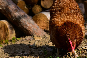 A hen walking on the grass