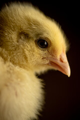 Close up of yellow chick