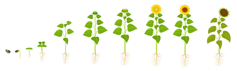 Fototapeta na wymiar Sunflower growth life cycle. Seed germination. The sequence of stages of flower development in agriculture.