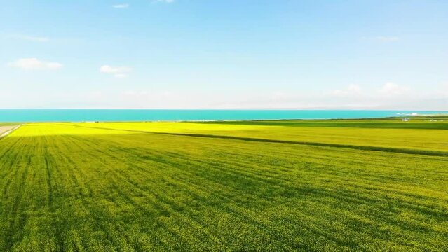 Aerial shot of rape flowers in Qinghai Lake