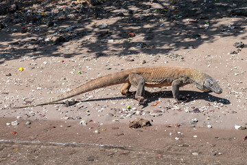 コモドオオトカゲ 
komodo dragon