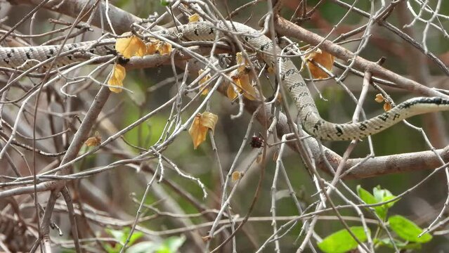 Beautiful small snake in tree .