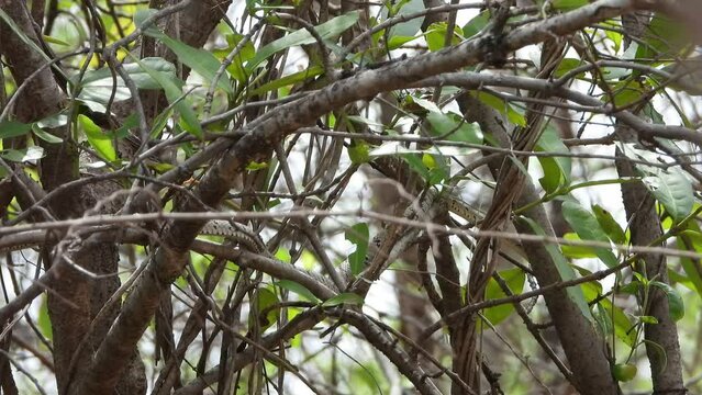 Small snake in buss - finding food .