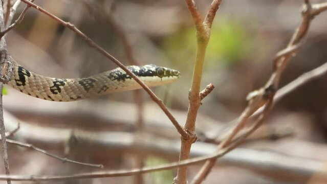 Beautiful snake in tree waiting for pry.
