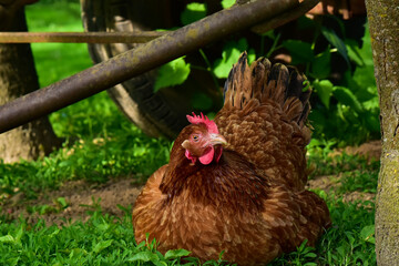 A hen walking on the grass