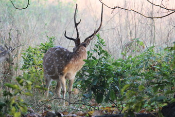 Animals found in Jim corbett park,India