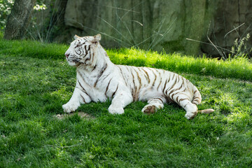 Plakat White tiger Bengal tiger resting on grass