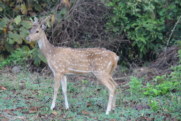 Deers in jim corbett