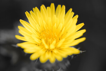 yellow flower on black background