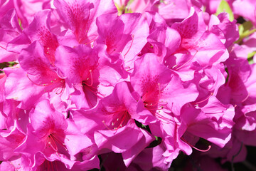 ピンク色の花　ツツジ