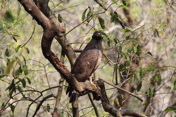 Animals found in Jim corbett park,India