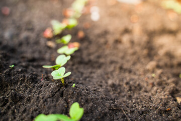 Green leaves of a young sprouted radish in the vegetable garden close-up