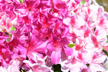 ピンク色の花　ツツジ