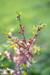 Pink ornamental almond flowers, close up. Natural spring background, selective focus.
