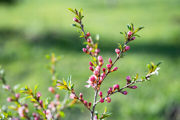 Pink ornamental almond flowers, close up. Natural spring background, selective focus.