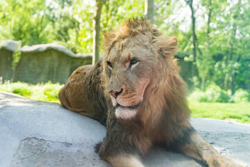 lion male lion lying on the ground