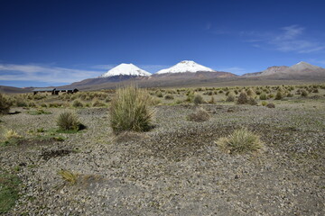 Sajama National Park surrounded by snow-capped mountains with black clouds surrounded by dry vegetation. Bolivia