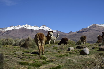 Fototapeta premium Llamas in front of snow covered vulcano on andean altiplano landscape in Sajama National Park, Bolivia